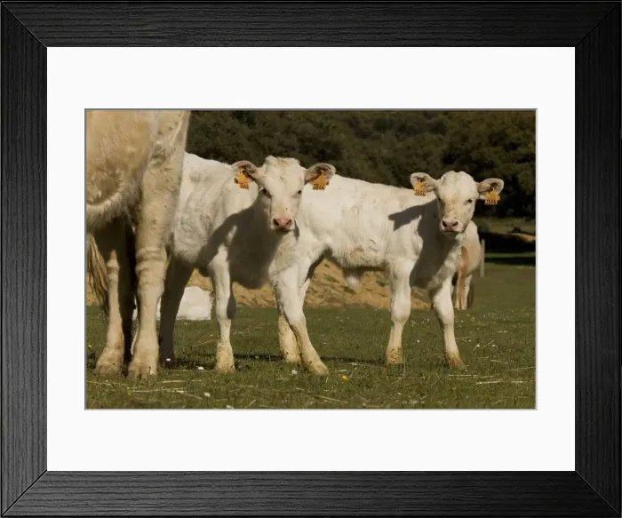 Framed Print : Cattle - Charolais calves Framed Print : Cattle - Charolais calves