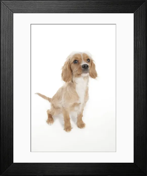 Framed Print : DOG - Cavapoo Framed Print : DOG - Cavapoo