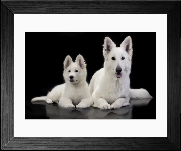 Framed Print : Dog - Swiss White Shepherd Dogs Framed Print : Dog - Swiss White Shepherd Dogs
