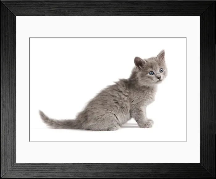 Framed Print : Cat - Nebelung Kitten Framed Print : Cat - Nebelung Kitten