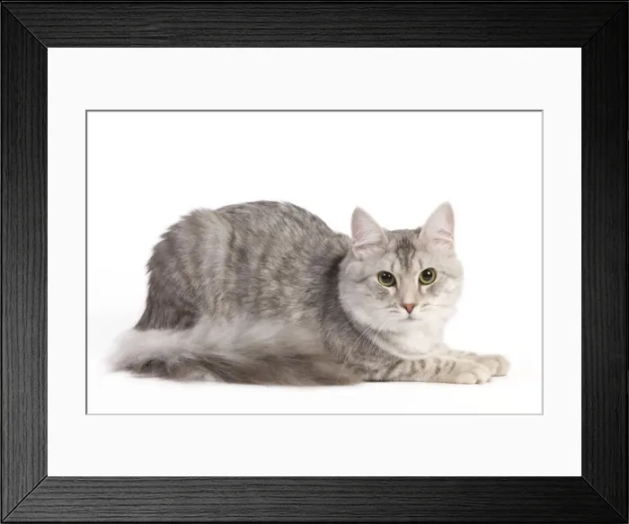 Framed Print : Cat - Turkish Blue Silver Mackerel Tabby