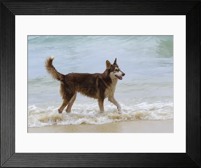 Framed Print : Dog - playing on the beach - Venezuela Framed Print : Dog - playing on the beach - Venezuela