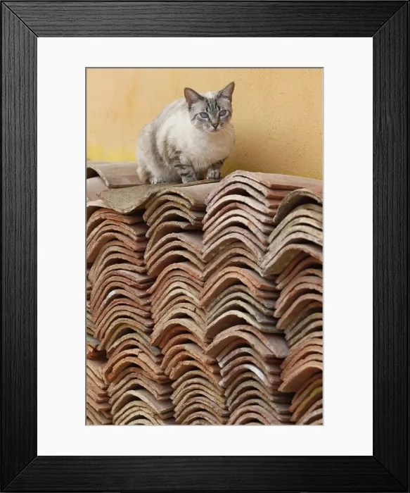 Framed Print : Cat - sitting on pile of roof tiles Framed Print : Cat - sitting on pile of roof tiles
