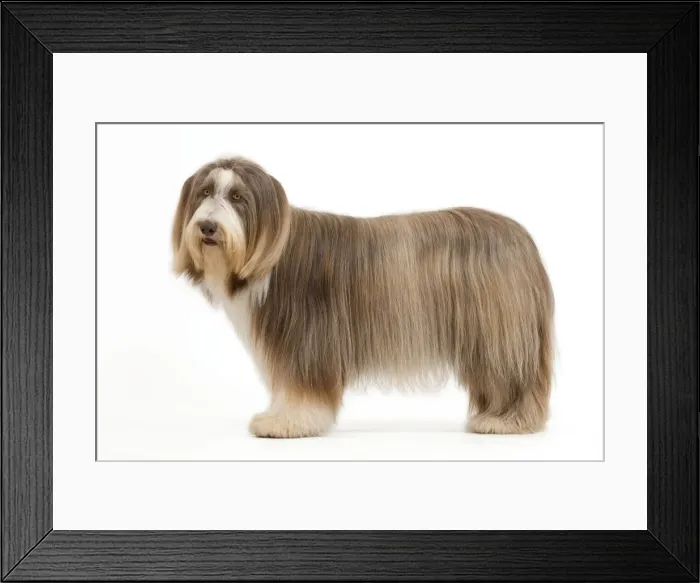 Framed Print : Dog - Bearded Collie Framed Print : Dog - Bearded Collie