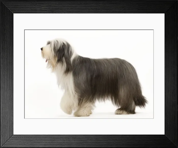 Framed Print : Dog - Bearded Collie Framed Print : Dog - Bearded Collie