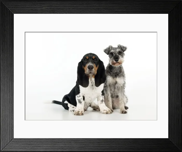 Framed Print : DOG - Basset hound puppy and miniature schnauzer (clipped) sitting together Framed Print : DOG - Basset hound puppy and miniature schnauzer (clipped) sitting together