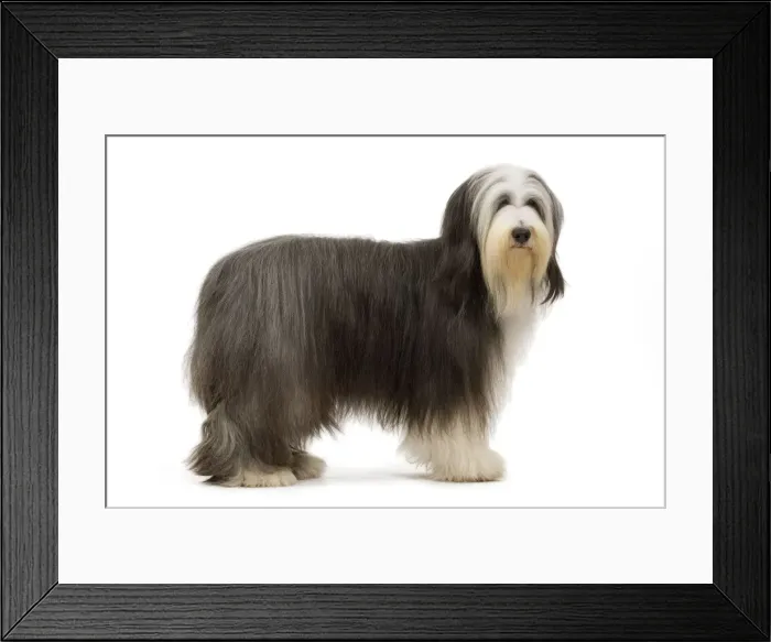 Framed Print : Dog - Bearded Collie Framed Print : Dog - Bearded Collie