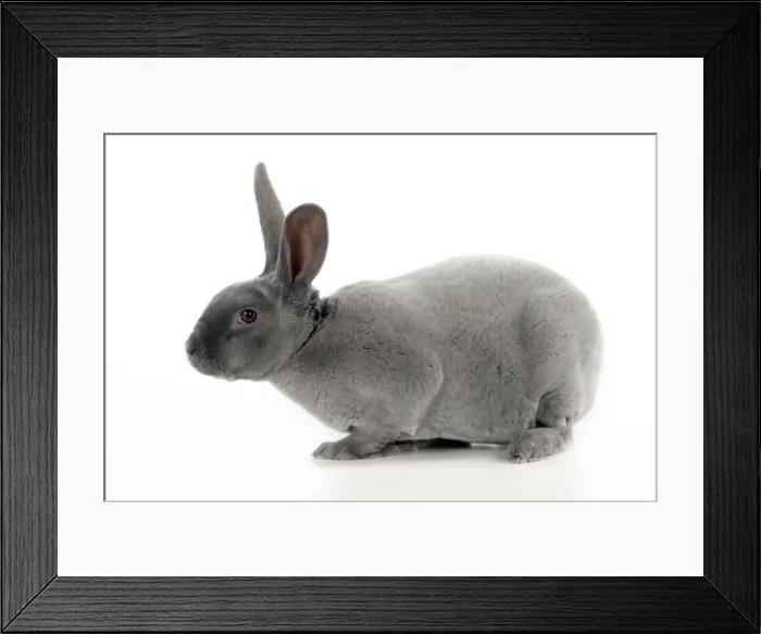 Framed Print : RABBIT - Blue rex Framed Print : RABBIT - Blue rex