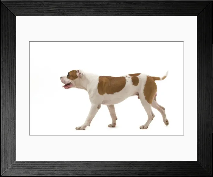 Framed Print : Dog - American Staffordshire Terrier Framed Print : Dog - American Staffordshire Terrier