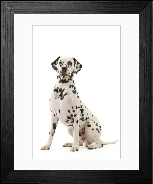 Framed Print : Dog - Dalmatian Framed Print : Dog - Dalmatian