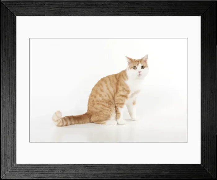 Framed Print : CAT - Ginger and white cat Framed Print : CAT - Ginger and white cat