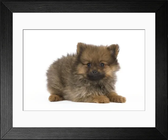 Framed Print : Dog - Dwarf Spitz - puppy Framed Print : Dog - Dwarf Spitz - puppy