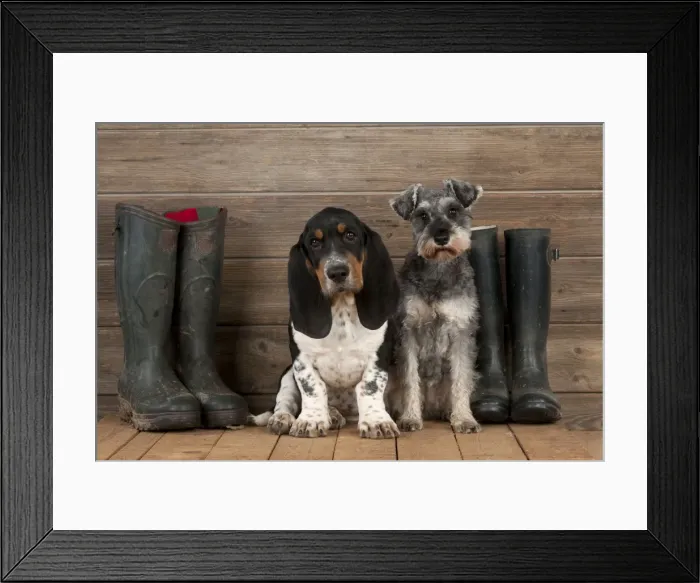 Framed Print : DOG - Basset hound puppy and miniature schnauzer (clipped) sitting with wellington boots Framed Print : DOG - Basset hound puppy and miniature schnauzer (clipped) sitting with wellington boots