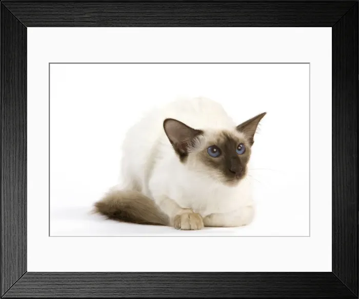 Framed Print : Cat - Balinais Framed Print : Cat - Balinais