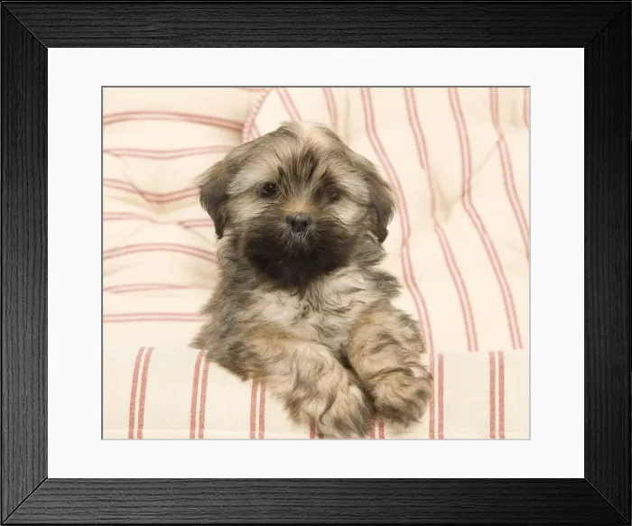 Framed Print : Dog - Lhasa Apso - puppy Framed Print : Dog - Lhasa Apso - puppy