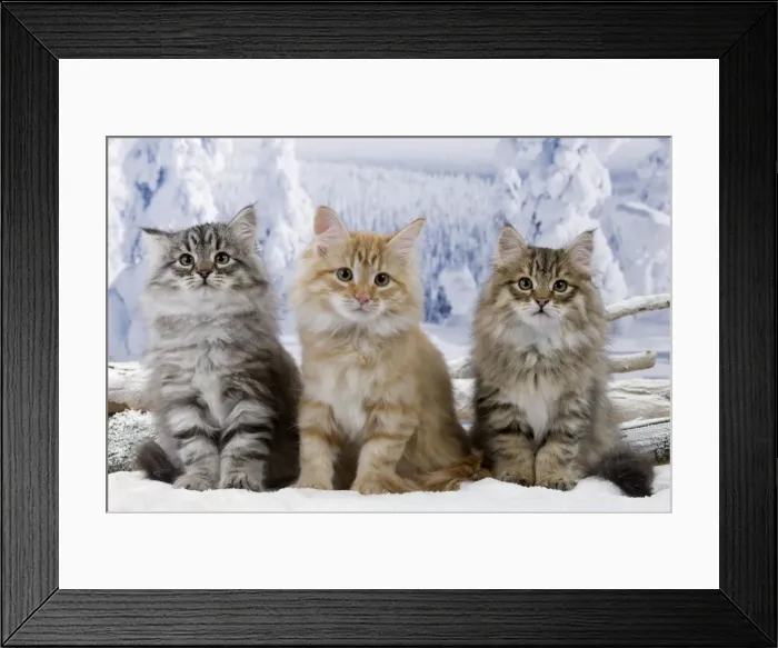 Framed Print : Cat - Siberian Kittens - in snow Framed Print : Cat - Siberian Kittens - in snow