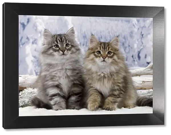 Cat - Siberian Kittens - in snow
