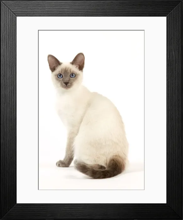 Framed Print : Cat - Thai - Kitten Framed Print : Cat - Thai - Kitten