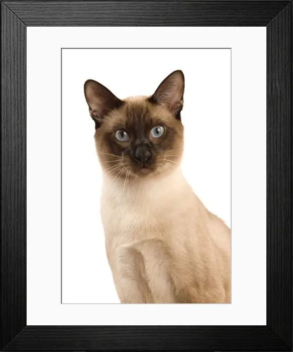 Framed Print : Cat - Thai Framed Print : Cat - Thai