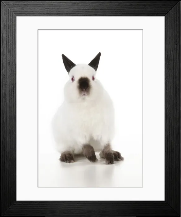 Framed Print : RABBIT - Netherland dwarf himalyan Framed Print : RABBIT - Netherland dwarf himalyan
