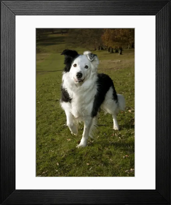 Framed Print : DOG - Border collie Framed Print : DOG - Border collie