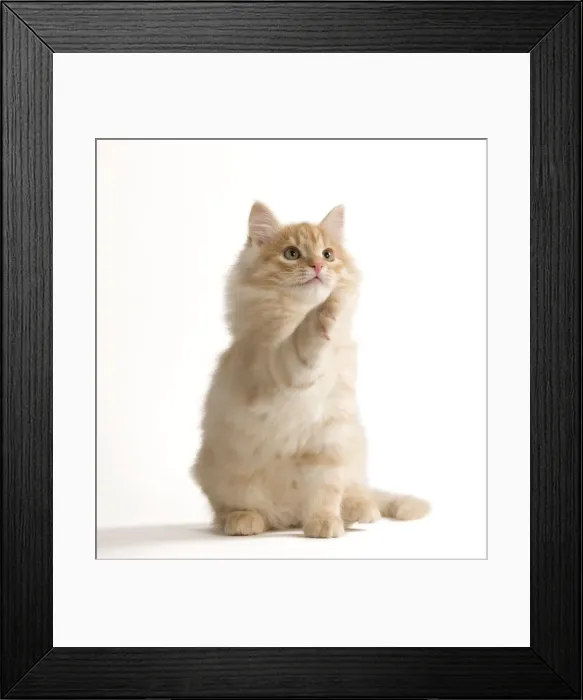 Framed Print : Cat - Siberian Cat