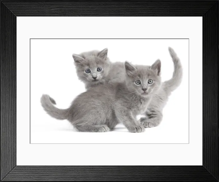 Framed Print : Cat - Nebelung Kittens Framed Print : Cat - Nebelung Kittens