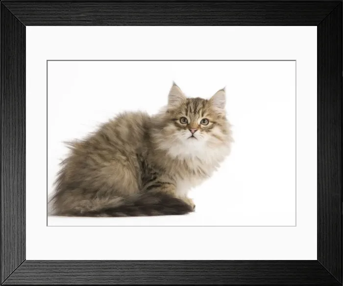 Framed Print : Cat - Siberian Cat Framed Print : Cat - Siberian Cat