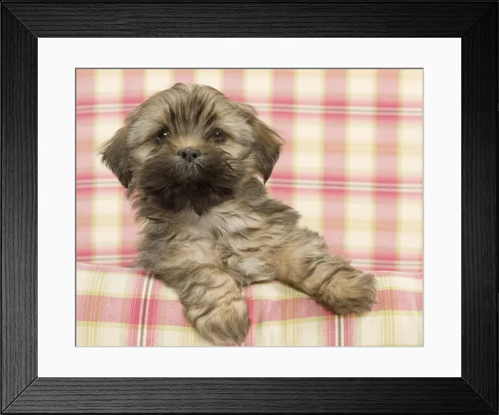 Framed Print : Dog - Lhasa Apso - puppy Framed Print : Dog - Lhasa Apso - puppy