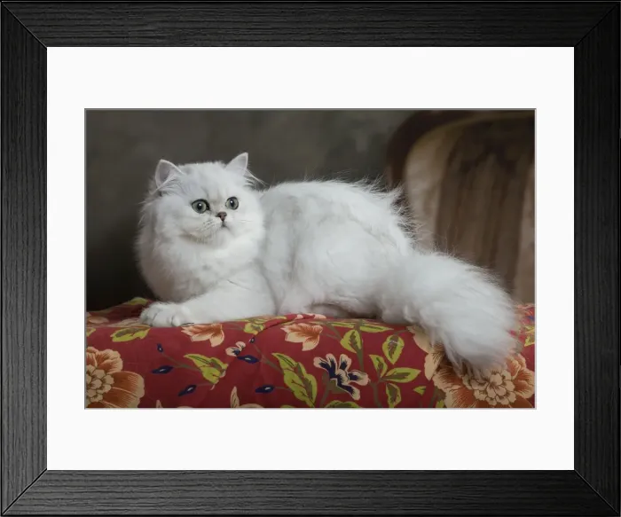 Framed Print : Cat - Persian Framed Print : Cat - Persian