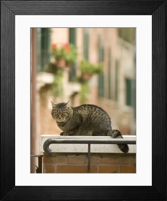 Framed Print : Cat - on ledge - Venice - Italy Framed Print : Cat - on ledge - Venice - Italy