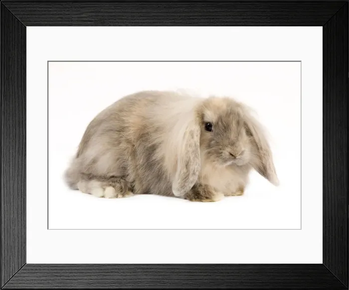 Framed Print : Rabbit. LA-9204. Rabbit. Jean-Michel Labat Framed Print : Rabbit. LA-9204. Rabbit. Jean-Michel Labat