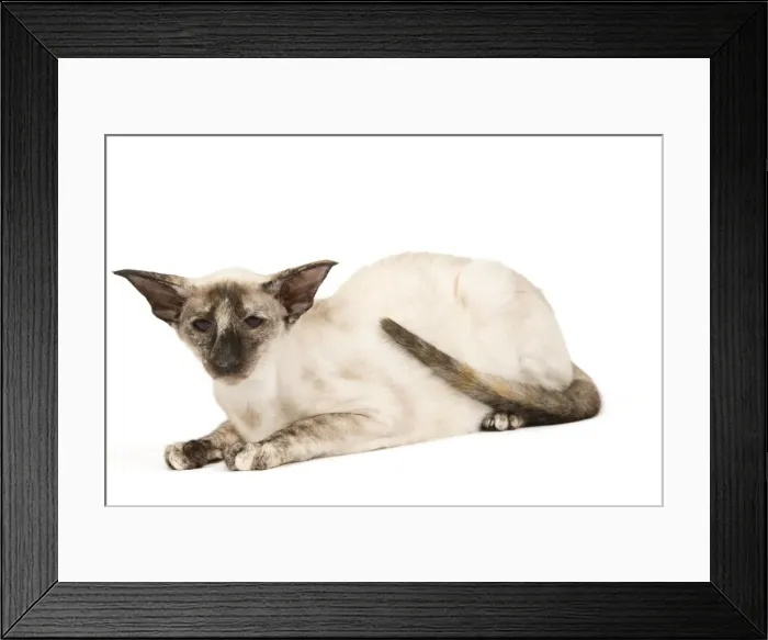 Framed Print : Cat - Siamese Framed Print : Cat - Siamese