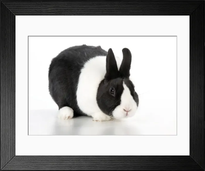 Framed Print : RABBIT - Dutch Framed Print : RABBIT - Dutch