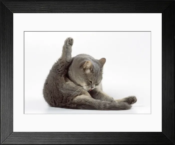 Framed Print : Cat - grooming itself Framed Print : Cat - grooming itself
