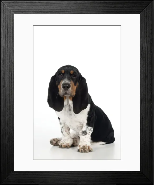 Framed Print : DOG - Basset hound puppy sitting Framed Print : DOG - Basset hound puppy sitting