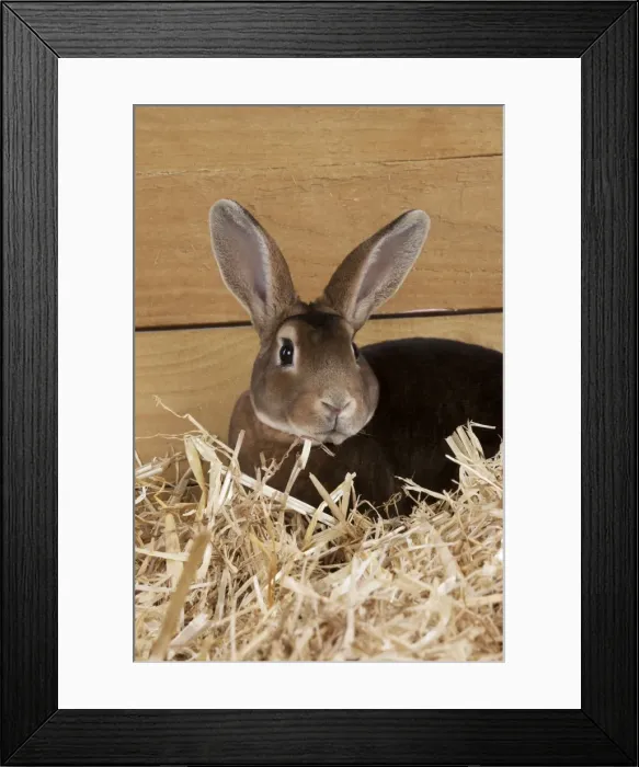 Framed Print : RABBIT - Mini castor rex sitting in straw Framed Print : RABBIT - Mini castor rex sitting in straw