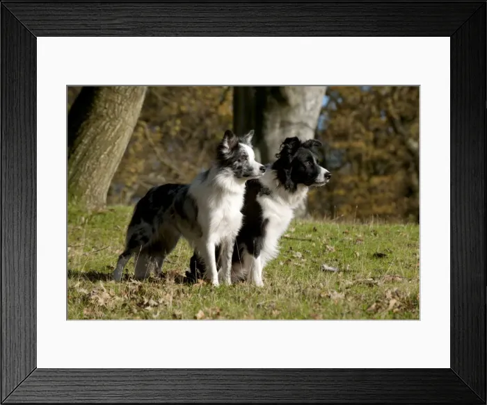 Framed Print : DOG - Border collies standing together Framed Print : DOG - Border collies standing together