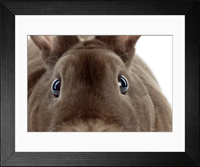 Framed Print : RABBIT - Mini havana rex (head shot, close up) Framed Print : RABBIT - Mini havana rex (head shot, close up)