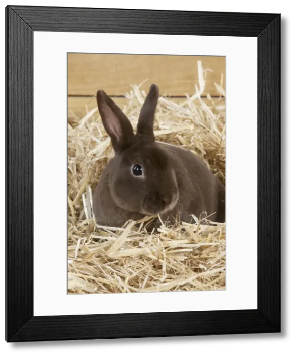 Framed Print : RABBIT - Mini havana rex sitting in straw