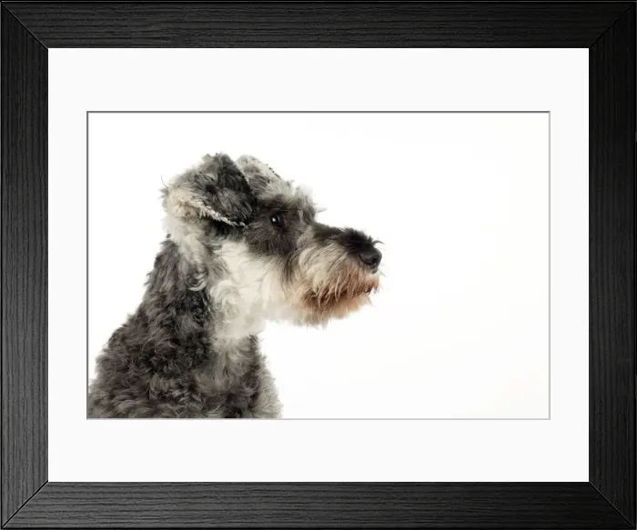 Framed Print : DOG - Miniature schnauzer (clipped) Framed Print : DOG - Miniature schnauzer (clipped)
