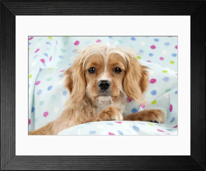 Framed Print : DOG - Cavapoo sitting on spotty blanket Framed Print : DOG - Cavapoo sitting on spotty blanket