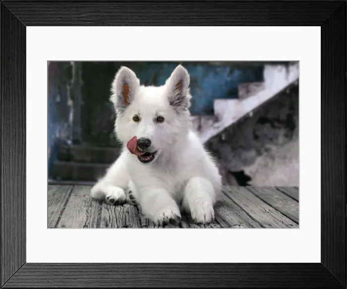 Framed Print : White Swiss Shepherd Dog Framed Print : White Swiss Shepherd Dog