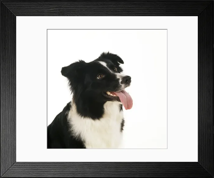 Framed Print : Border Collie Dog Framed Print : Border Collie Dog