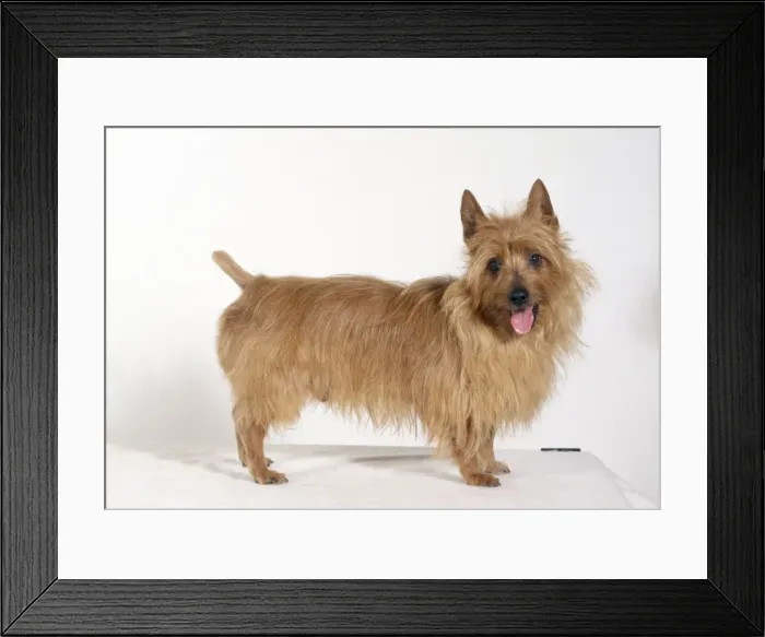 Framed Print : Dog - Australian Terrier - standing on table Framed Print : Dog - Australian Terrier - standing on table