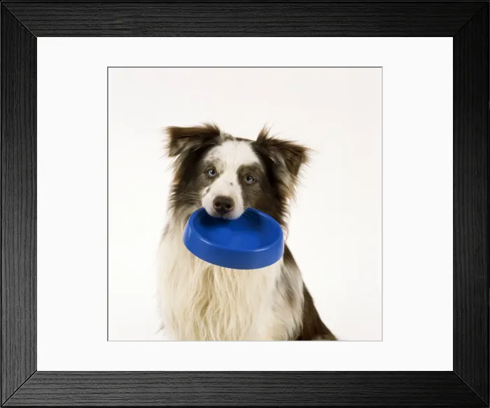 Framed Print : Border Collie Dog - holding a bowl in it's mouth Framed Print : Border Collie Dog - holding a bowl in it's mouth