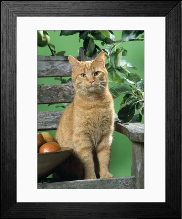 Framed Print : Ginger Cat - on a banch with apples Framed Print : Ginger Cat - on a banch with apples