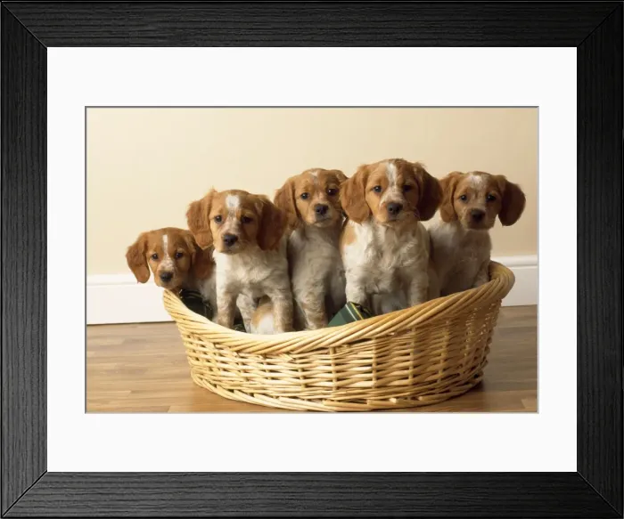 Framed Print : Brittany Dog - puppies