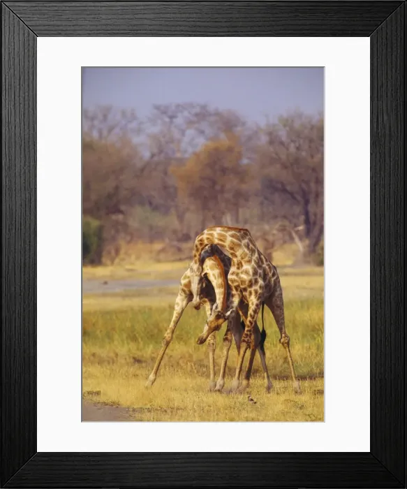 Framed Print : Giraffe - two with necks entwined - Botswana, Africa Framed Print : Giraffe - two with necks entwined - Botswana, Africa