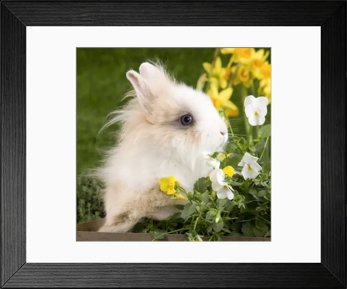 Framed Print : Dwarf Rabbit Framed Print : Dwarf Rabbit